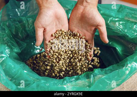 Verser des grains de café verts frais de Palm dans un sac de jute, mettant en vedette le café sélectif Banque D'Images