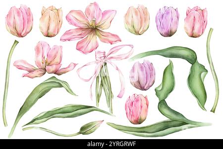 Placez des parties individuelles de tulipes multicolores pastel et fermez le bourgeon. Aquarelle illustration dessinée à la main délicat jardin pérenne bulbeux rose, jaune Banque D'Images