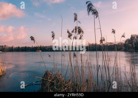 Roseaux secs au premier plan, lac gelé reflétant les couleurs pastel du coucher du soleil avec des arbres lointains dans le lac rybnik, pologne Banque D'Images