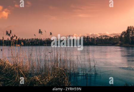 Roseaux poussant sur la rive du lac rybnik partiellement gelé en pologne, avec un beau ciel de coucher de soleil et une forêt lointaine en arrière-plan Banque D'Images