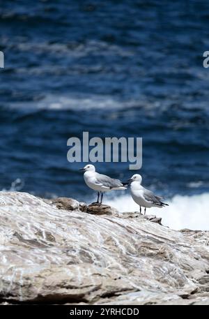 Deux goélands, couple d'oiseaux se tiennent sur la roche sur fond d'océan bleu, coût de la mer. Mouette Hartlauba, Chroicocephalus hartlaubii. Afrique du Sud marine l Banque D'Images