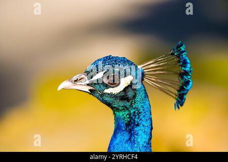 Portrait d'un paon bleu. Oiseau en gros plan. Pavo cristatus. Banque D'Images