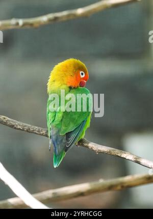 Portrait d'un tourtereau de Fischer. Agapornis fischeri. Petit perroquet coloré. Banque D'Images