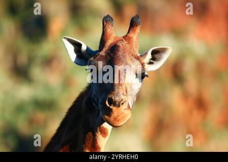 Gros plan sur Giraffe Outdoors Banque D'Images