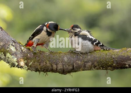 Un grand pic tacheté nourrit son poussin sur une branche couverte de lichen L'oiseau adulte nourrit tendrement les jeunes dans un cadre boisé paisible Banque D'Images