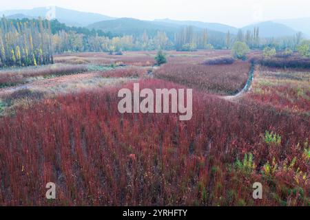 Une prise de vue aérienne époustouflante capture les couleurs vives et les motifs des champs d'osier à Canamares, Cuenca, Espagne le paysage présente un beau mélange O. Banque D'Images