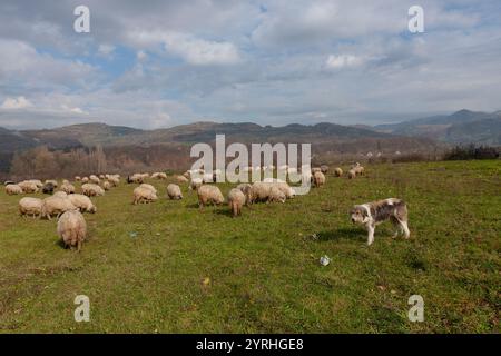 Une scène sereine à Maramures, dans le nord de la Roumanie, montre des moutons qui paissent sur des pâturages verdoyants sous un ciel nuageux, avec un chien de berger fidèle qui surveille t Banque D'Images
