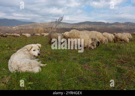 Une scène rurale tranquille à Maramures, dans le nord de la Roumanie, dispose d'un chien de berger se reposant tandis que les moutons paissent sur des pâturages verdoyants les montagnes des Carpates l Banque D'Images