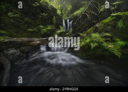 Une cascade sereine coule sur les rochers dans une forêt luxuriante et verdoyante. La scène tranquille est renforcée par des fougères luxuriantes et des bûches couvertes de mousse, évoquant un sentiment de Banque D'Images