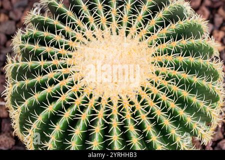 La vue de dessus de Echinocactus grusonii présente sa superbe symétrie radiale et ses épines pointues le design complexe offre un regard captivant sur ce deser Banque D'Images