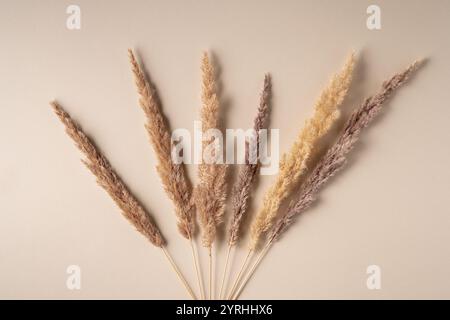 Une composition minimaliste avec des tiges d'herbe sèche élégamment disposées sur un fond neutre les tons terreux doux créent un apaisant et natura Banque D'Images