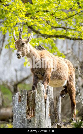 Un superbe Ibex alpin se dresse gracieusement sur une souche d'arbre dans le Jura suisse luxuriant près de creux du Van, mettant en valeur la beauté naturelle riche de la région Banque D'Images