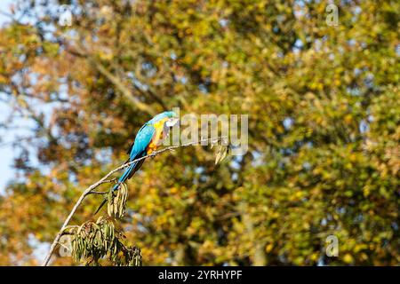 Macaw Ara sur une branche haute dans les airs Banque D'Images