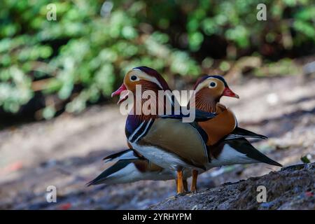 Une paire de canard mandarin (Aix galericulata) Banque D'Images