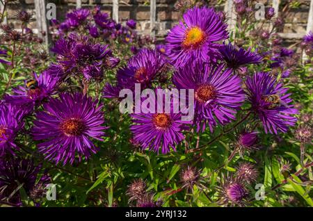 Gros plan des fleurs d'asters violets fleur dans le parterre de fleurs de frontière de jardin en automne Angleterre Royaume-Uni GB Grande-Bretagne Banque D'Images