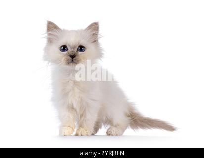 Chaton chat Sacré Birman mignon, debout face à l'avant. Regardant vers la caméra avec les yeux bleus profonds. Isolé sur fond blanc. Banque D'Images