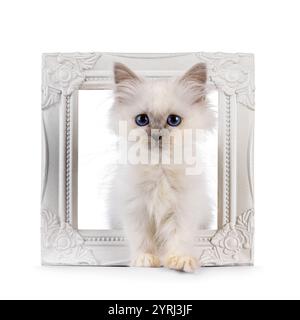 Chaton chat Sacré Birman mignon, debout à travers le cadre photo blanc. Regardant vers la caméra avec les yeux bleus profonds. Isolé sur fond blanc. Banque D'Images
