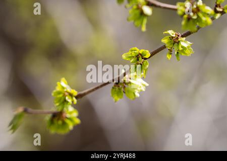 Orme wych ou orme écossais (Ulmus glabra). Gros plan au printemps car il montre beaucoup de graines vert vif. Fond de printemps. Banque D'Images