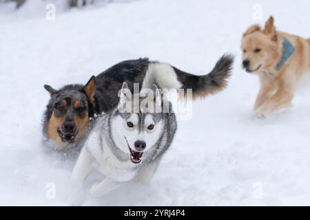 Husky poursuivi par d'autres chiens à travers de la neige fraîche poudreuse. Banque D'Images
