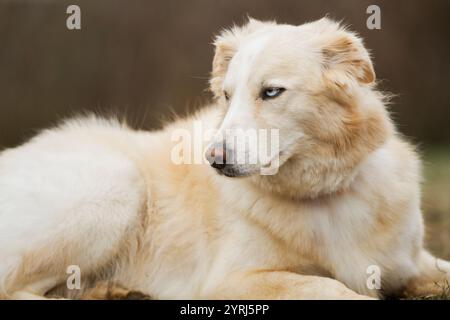 Beau chien blanc avec un regard agacé sur son visage se trouve dans un champ. Banque D'Images
