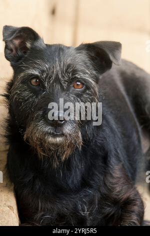 Portrait d'un petit chien noir plus âgé avec des poils blancs encadrant ses yeux. Banque D'Images