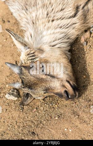 Chèvre naine naine naine endormie sur le sol, gros plan montrant les yeux fermés et les détails sur le visage, la tête, les cornes, l'animal de ferme concept de fourrure, le bétail Banque D'Images