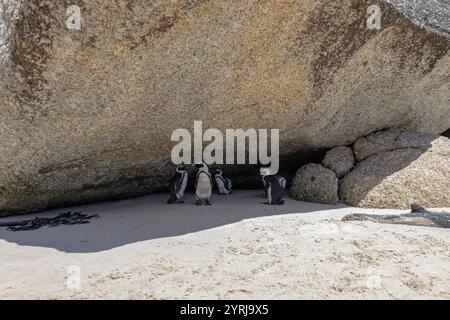 Groupe de pingouins africains se cachent du soleil à l'ombre d'une grande pierre. Afrique du Sud, habitat naturel des animaux menacés. Pieds noirs, SP Banque D'Images