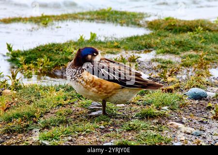 Canard Overo (Anas sibilatrix) assis sur la rive d'un lac avec son nez caché sous son aile Banque D'Images