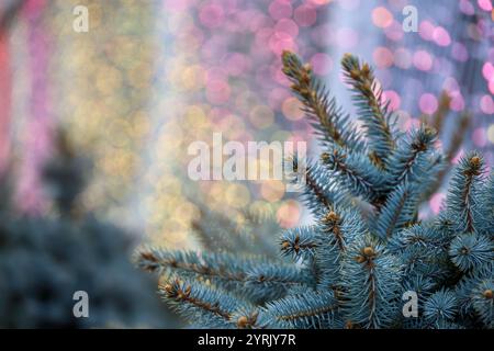 Fond du nouvel an, branches de sapin de Noël sur fond de lumières floues Banque D'Images