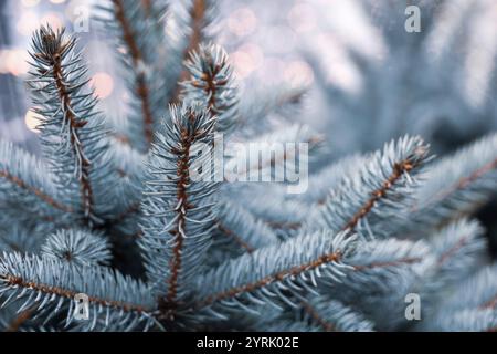 Branches d'épinette argentée avec des aiguilles en gros plan, arbre naturel du nouvel an pour fond de Noël Banque D'Images