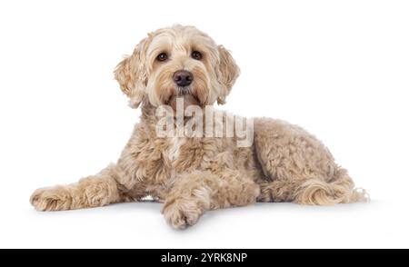 Chien Labradoodle senior, couché sur le côté. Regardant vers la caméra avec de doux yeux brwon. Isolé sur fond blanc. Banque D'Images