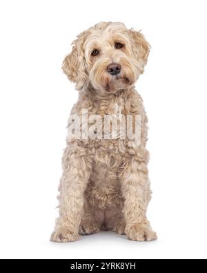 Chien Labradoodle senior, assis face à l'avant. Regardant vers la caméra avec de doux yeux brwon. Isolé sur fond blanc. Banque D'Images