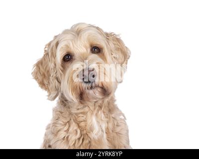 Photo de la tête d'un chien Labradoodle senior, assis face à l'avant. Regardant vers la caméra avec des yeux bruns doux. Isolé sur fond blanc. Banque D'Images