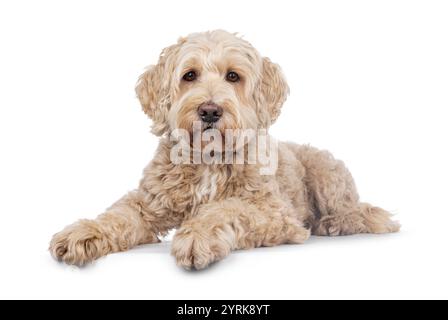 Chien Labradoodle senior, couché sur le côté. Regardant vers la caméra avec de doux yeux brwon. Isolé sur fond blanc. Banque D'Images