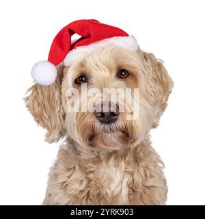 Photo de la tête d'un chien Labradoodle senior, assis face à l'avant. Regardant vers la caméra avec de doux yeux bruns et portant un chapeau de père noël. Isolé sur un whi Banque D'Images