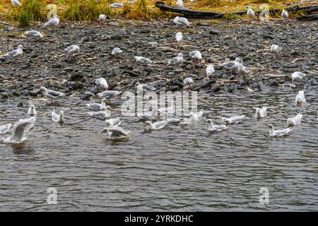 Grand groupe d'oiseaux mouettes à la rivière Indian à Sitka, Alaska, pour se nourrir de saumon Banque D'Images