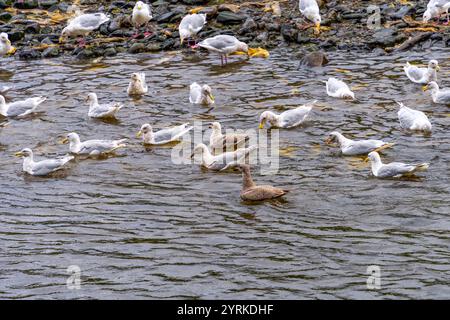 Grand groupe d'oiseaux mouettes à la rivière Indian à Sitka, Alaska, pour se nourrir de saumon Banque D'Images