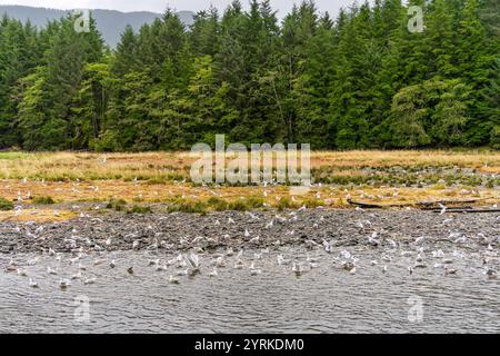 Grand groupe d'oiseaux mouettes à la rivière Indian à Sitka, Alaska, pour se nourrir de saumon Banque D'Images