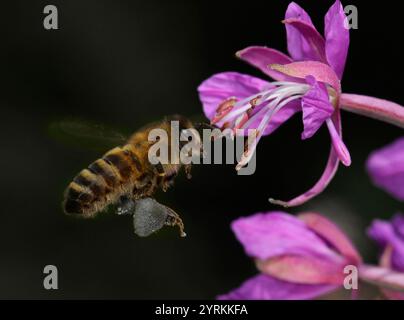 Une abeille, Apis mellifera, lourdement chargée de pollen, volant vers une fleur de saule Rosebay. Un gros plan bien focalisé d'une abeille de miel en vol. Banque D'Images