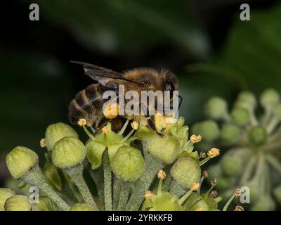 Une abeille au miel chargée de pollen, Apis mellifera, recueillant plus de pollen d'une fleur de lierre. Gros plan et bien focalisé, bons détails et arrière-plan flou Banque D'Images