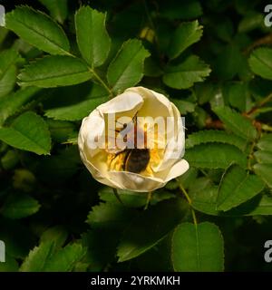 Un bourdon d'arbre, Bombus Hypnorum, se nourrissant d'une fleur de rose de couleur crème. Une abeille bien focalisée à l'intérieur d'une fleur d'ouverture. Fond feuillu naturel. Banque D'Images