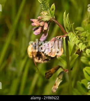 Une vue latérale d'un bourdon, carder commun, Bombus Pascuorum se nourrissant de vestes sauvages. Gros plan et bien focalisé avec un arrière-plan flou naturel. Banque D'Images