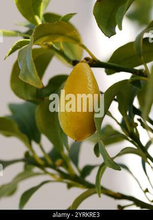 Ovale Kumquat ou Nagami Kumquat, Citrus margarita (anciennement Fortunella margarita), Rutaceae. Japon. Banque D'Images