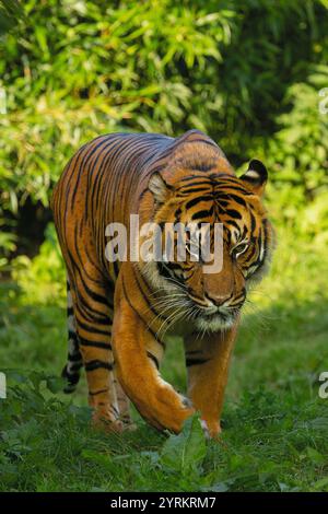 Tigre de Sumatra (Panthera tigris sumatrae) marchant à travers la verdure, regardant directement la caméra, zoo de Chester, Royaume-Uni. Photographie animalière captive Banque D'Images