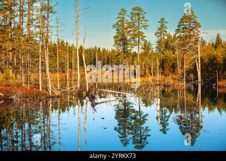 Paysage d'automne avec lac entouré de forêts aux couleurs d'automne reflétées dans l'eau lisse miroir à Hallersbyn Västra Götaland en Suède dans le Banque D'Images