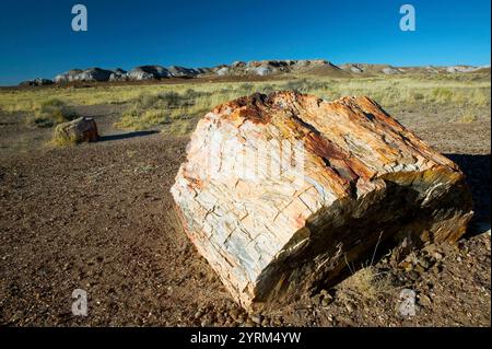 Bois pétrifié à Crystal Forest, parc national de Petrified Forest. Arizona, États-Unis Banque D'Images