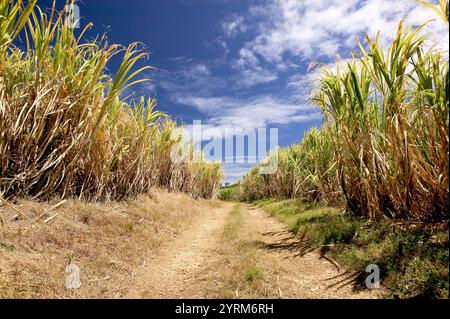 Barbados, North East Coast, composé Nicholas Abbey : composé Nicholas Abbey Sugar Plantation, Sugar Cane Fields Banque D'Images