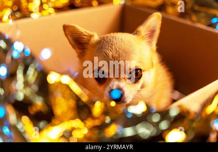 Un petit chihuahua rouge, qui regarde dans une boîte en carton de Noël enveloppée d'or, avec une lumière de Noël bleue devant son nez. Banque D'Images