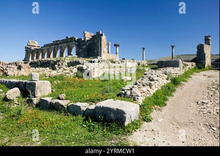 Maroc-Volubilis : ville romaine datant pour la plupart du 2ème et 3ème c. après JC / abandonné par les Romains en 280 après JC - Basilique et Capitole Banque D'Images