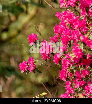 Grappes roses vibrantes de fleurs de Rhododendron Boskoop Ostara dans un jardin britannique. Banque D'Images